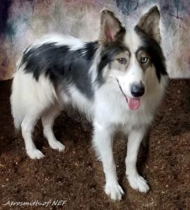 Breton brook hot sale indian dogs